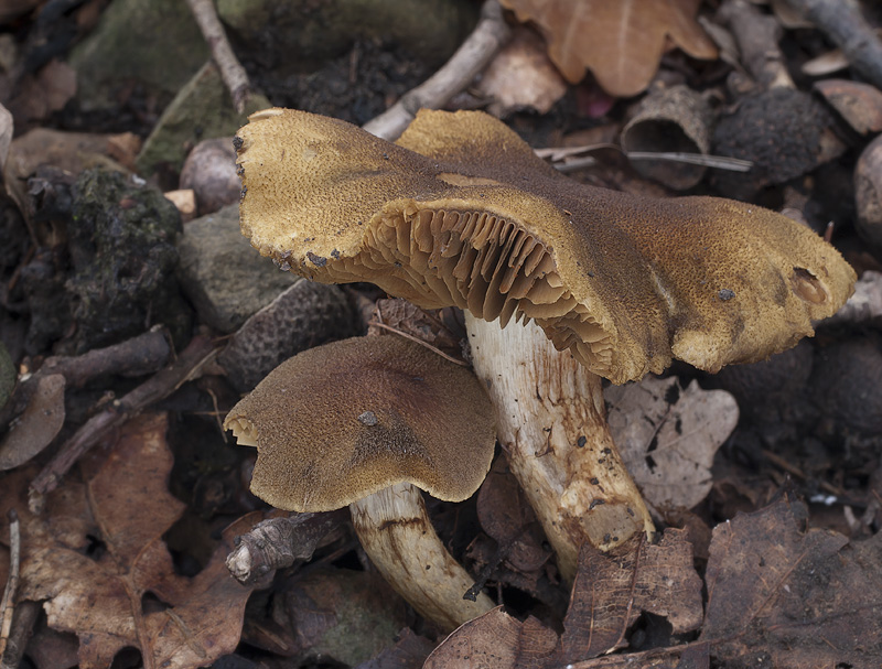 Cortinarius melanotus